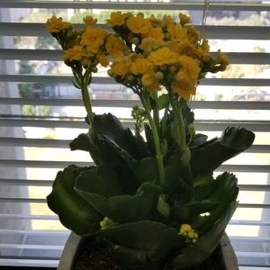 Meet your Posher, Haydee